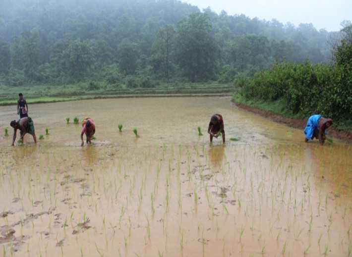 Organic Paddy